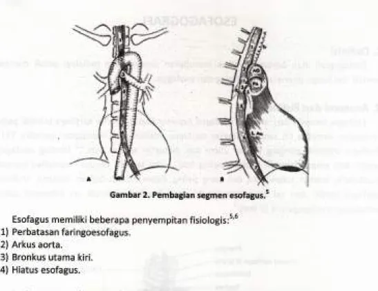 Gambar  2. Pembagian segmen  esofagus.s