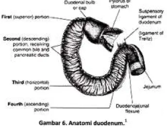 Gambar  6.  Anatomi duodenum.l