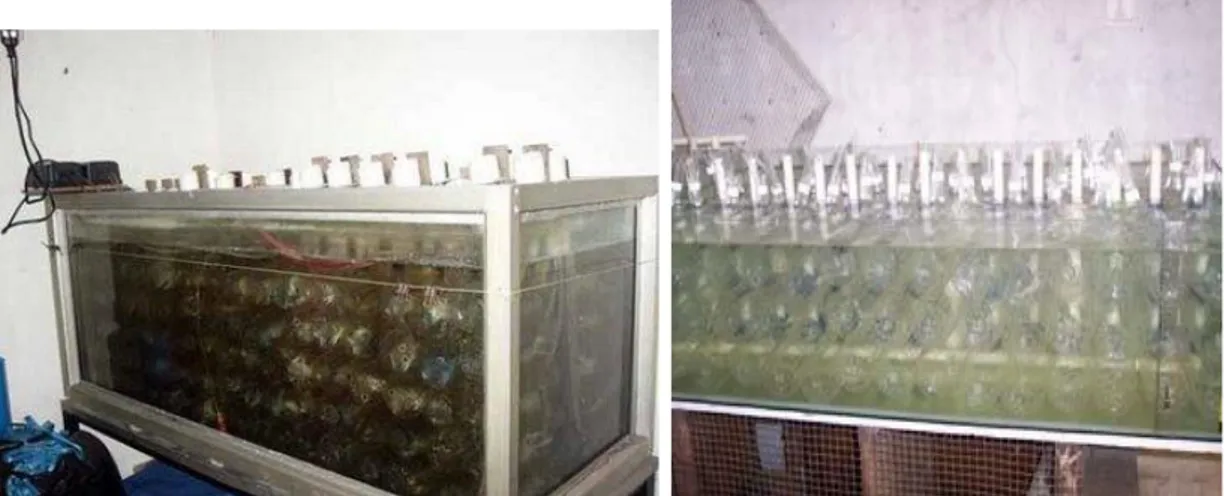 Gambar  .  Beberapa  foto  yang  menggambarkan  bagaimana  sistem  kolam  botol  bisa  diaplikasikan  untuk memelihara LAT