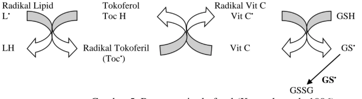 Gambar 5. Regenerasi tokoferol (Kontush et al., 1996) 