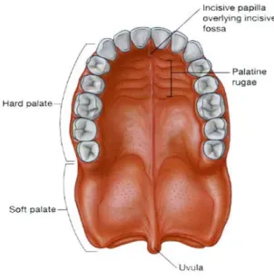 Gambar 2.2. Anatomi Palatum  2