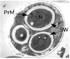 Gambar 5.  Saccharomyce cerevisiae dengan askus berisi spora dewasa, SW                     adalah dinding spora,  PrM adalah promembran dan N adalah inti sel   