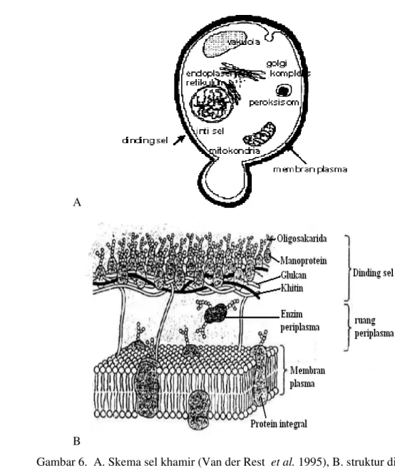 Gambar 6.  A. Skema sel khamir (Van der Rest  et al. 1995), B. struktur dinding            dan  membran sel khamir (Watson et  al