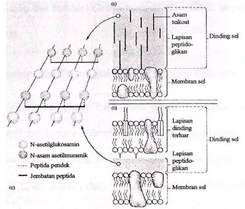 Gambar 7.  Struktur dinding dan membran sel bakteri (a) Gram positif, (b) Gram         negatif, (c) lapisan peptidoglikan (Cano dan Colome 1986) 
