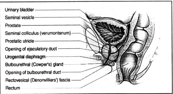 Gambar 2.1.1. Anatomi prostat 