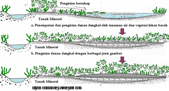 Gambar 1. Proses pembentukan gambut di Indonesia (Noor, 2001) 