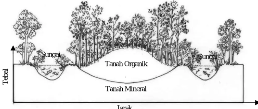 Gambar 3.  Lahan gambut dengan puncak kubahnya di bagian tengah  (MurdiyarsodanSuryadiputra, 2003) 