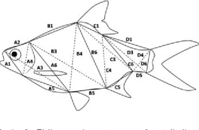 Gambar 1. Titik  pengukuran  truss  morfometrik  ikan tengadak asal Kalimantan Barat