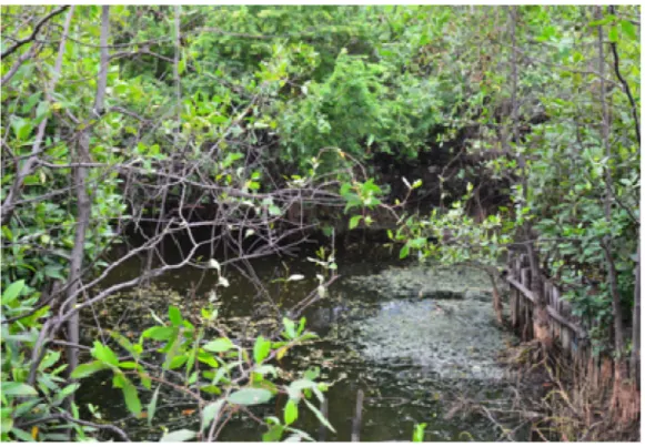 Gambar 4.2. Hutan Mangrove di Kawasan Ekowisata Mangrove   Jakarta Barat 