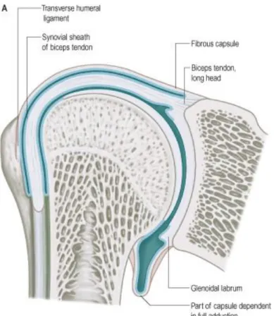 Gambar 4  Anatomi Shoulder 