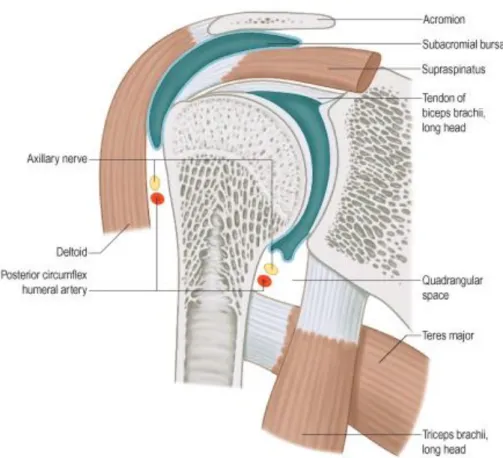 Gambar 5  Anatomi Shoulder 