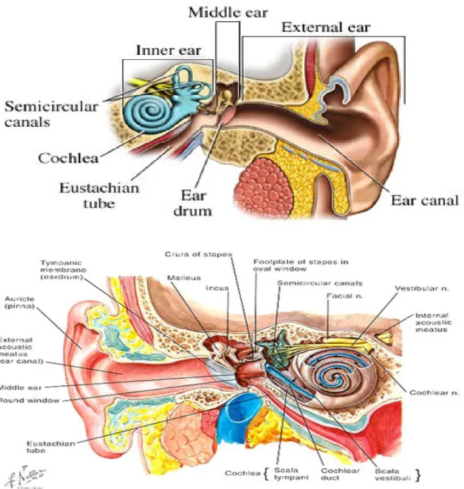 Gambar 2.1 : Telinga luar, telinga tengah, telinga dalam. Potongan Frontal Telinga  1.1.2 Telinga Tengah