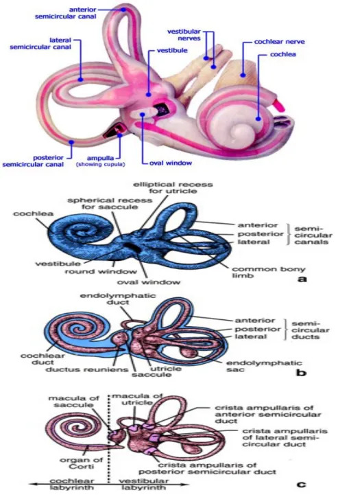 Gambar 2.3 : Gambar labirin bagian membrane labirin bagian tulang, Telinga Dalam  Koklea