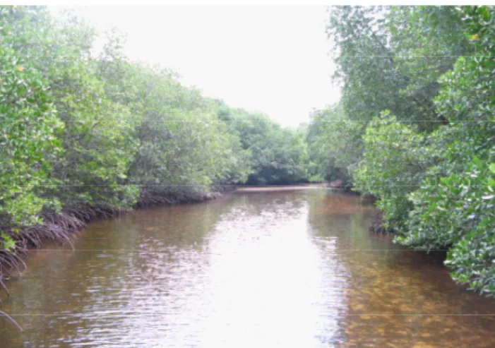 Gambar 2.  Mangrove  di  tepi  sungai  yang  mengalir  di  tengah  Pulau Biawak