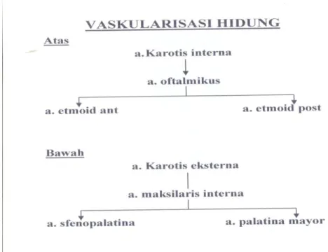 Gambar 1. Vaskularisasi hidung 