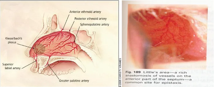 Gambar 2. Anatomi vaskuler supplai darah septum nasi. Pleksus Kiesselbach’s atau  Little’s  area, merupakan lokasi epistaksi anterior paling banyak 