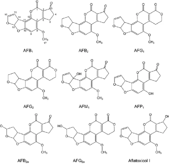 Gambar 5. Struktur molekul berbagai jenis aflatoksin 