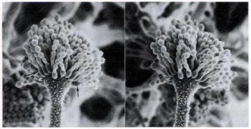 Gambar 3. Tampilan mikroskopis 3-D dari Aspergillus flavus  