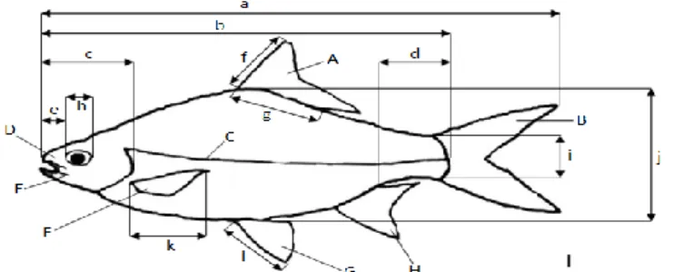 Gambar 1. Skema pengambilan data morfometrik dan meristik pada ikan   (Kottelat et al., 1993 ) 