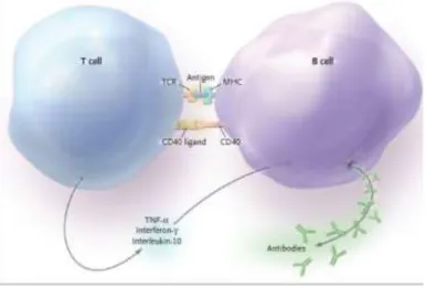 Gambar 2. Interaksi sel T dengan sel B 9 