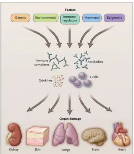 Gambar 4. Patogenesis SLE 10 