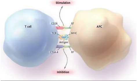 Gambar 1. Interaksi antara sel T dengan Antigen Presenting Cell 9 