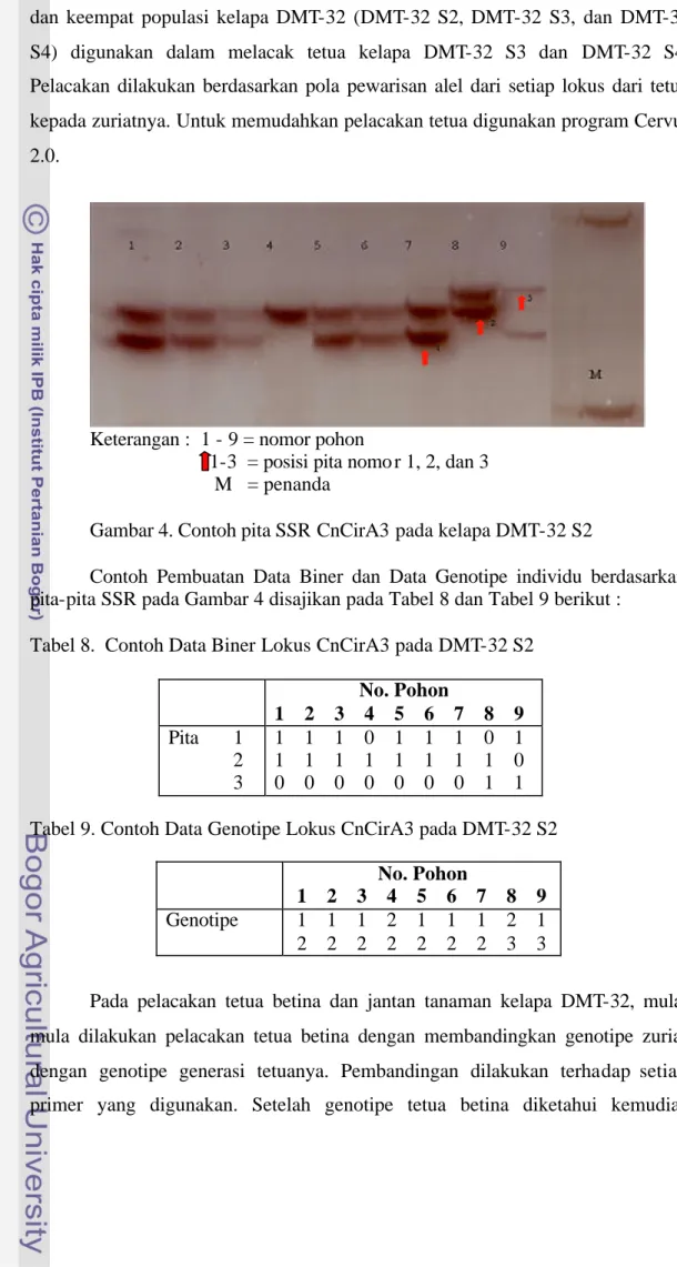 Gambar 4. Contoh pita SSR CnCirA3 pada kelapa DMT-32 S2 