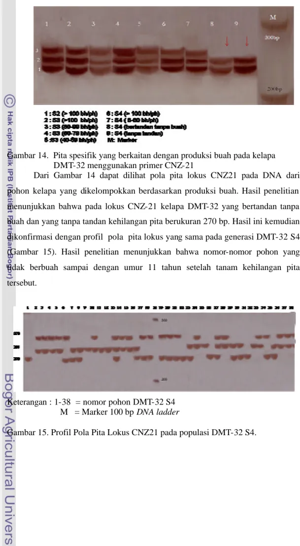 Gambar 14.  Pita spesifik yang berkaitan dengan produksi buah pada kelapa   DMT-32 menggunakan primer CNZ-21 