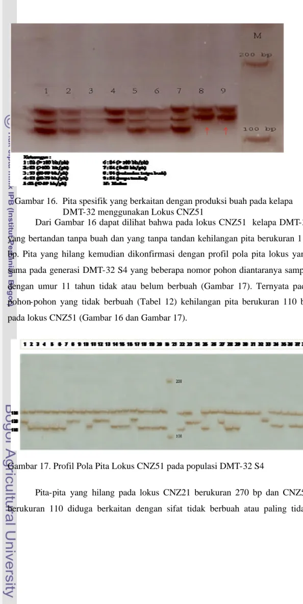Gambar 17. Profil Pola Pita Lokus CNZ51 pada populasi DMT-32 S4 