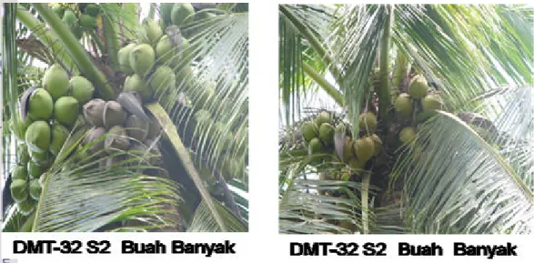 Gambar   1. Penampilan pohon dengan jumlah buah terbanyak dan tersedikit            pada   generasi DMT -32 S2  