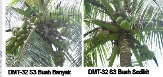 Gambar  2. Penampilan pohon dengan jumlah buah terbanyak dan tersedikit pada         generasi DMT -32 S3  