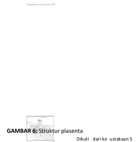 GAMBAR 6: Struktur plasenta