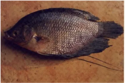 Foto 10 : Ikan Gurami Konsumsi   Dipasarkan dengan berat di atas 500 gram 