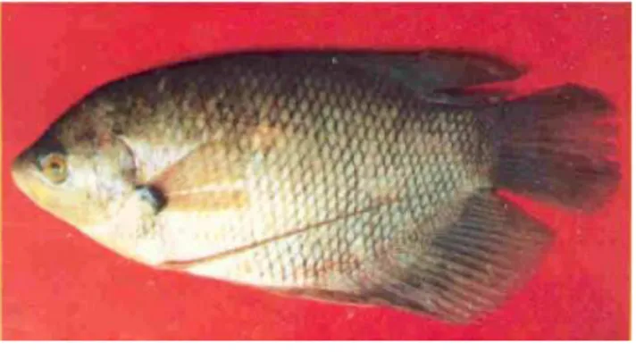 Gambar 1. Ikan Gurame (Osphronemus gouramy)  Klasifikasi Ikan Gurame adalah sebagai berikut (Saanin 1984) :  Klas : Pisces 