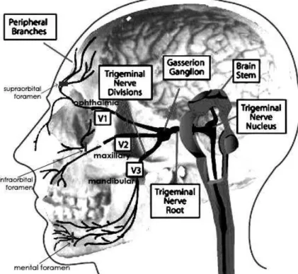 Gambar  7.  Anatomi  saraf  trigeminus,  3  cabang  utama  saraf  sensoris  perifernya,  serta  foramina  tempat  keluarnya  serabut  saraf  sensoris  yang  mempersarafi  kulit  wajah