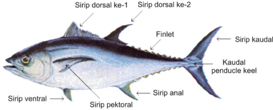 Gambar 1. Ikan tuna (FAO 2010) 