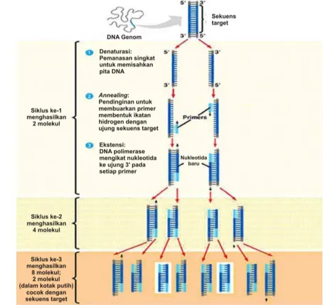 Gambar 2. Proses dalam teknik PCR   Sumber : Anonim (2007) 