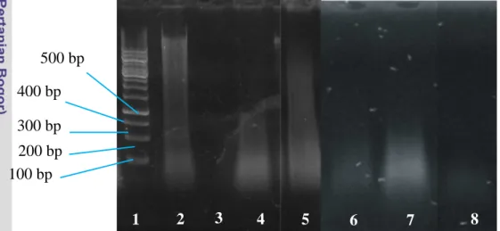 Gambar 5. Elektroforegram hasil ekstraksi DNA tuna (1) Marker 100 bp   (2) SH1 (3) SH2 (4) SH3 (5) TS1 (6) TS2 (7) TS3 (8) FT 