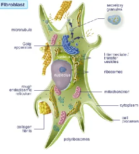 Gambar 2.2 Struktur Fibroblas 