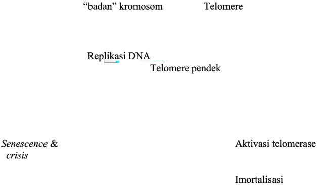 Gambar 7: Aktivasi telomerase mencegah pemendekan kromosom.