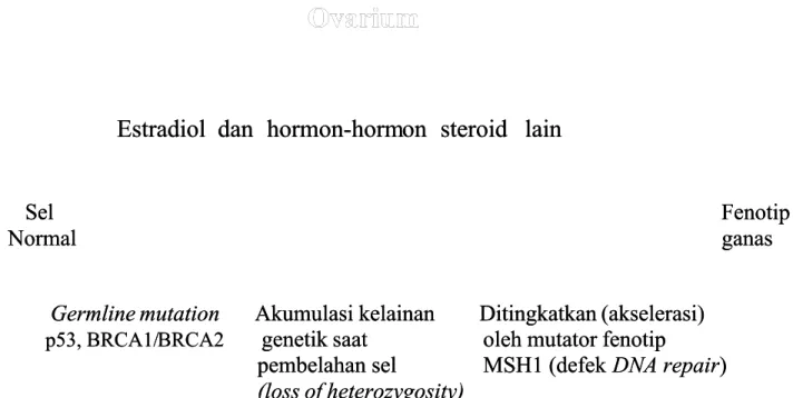 Gambar 3: Pengaruh estradiol dan hormon steroid lain pada pertumbuhan sel kelenjar Gambar 3: Pengaruh estradiol dan hormon steroid lain pada pertumbuhan sel kelenjar 