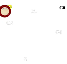 Gambar 4: Siklus sel: M=mitosis; G1=gap1; S=sintesis DNA; G2= gap2Gambar 4: Siklus sel: M=mitosis; G1=gap1; S=sintesis DNA; G2= gap2