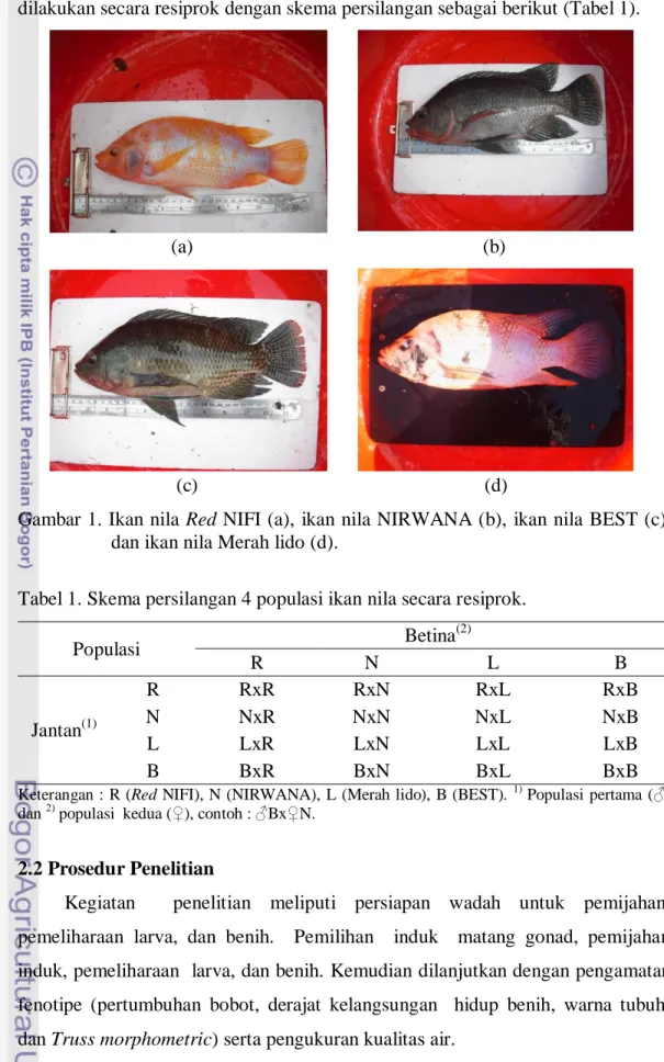 Tabel 1. Skema persilangan 4 populasi ikan nila secara resiprok. 