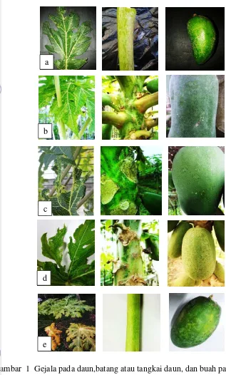 Gambar  1  Gejala pada daun,batang atau tangkai daun, dan buah pada berbagai  