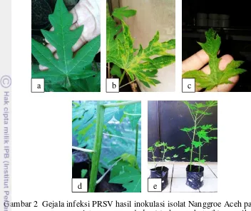 Gambar 2  Gejala infeksi PRSV hasil inokulasi isolat Nanggroe Aceh pada tanaman  pepaya varietas  orange lady; (a) daun sehat, (b) mosaik kuning dan pinggiran daun mengeriting, (c) malformasi daun muda dan daun menyerupai tali sepatu (shoestring), (d) mosaik bergores pada batang,  (e) tanaman kerdil 