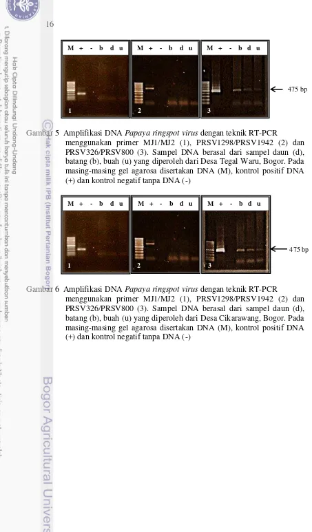 Gambar 5  Amplifikasi DNA Papaya ringspot virus dengan teknik RT-PCR  