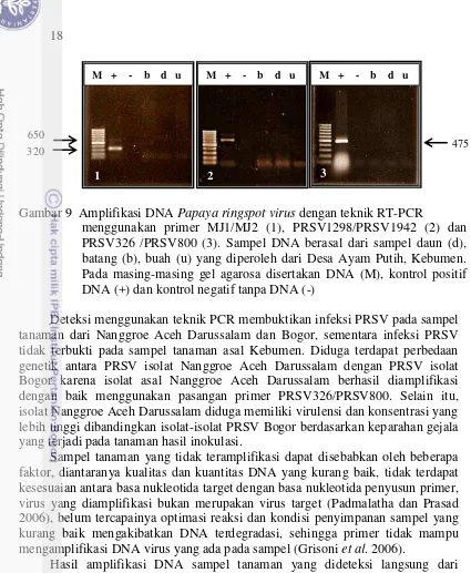 Gambar 9  Amplifikasi DNA Papaya ringspot virus dengan teknik RT-PCR  