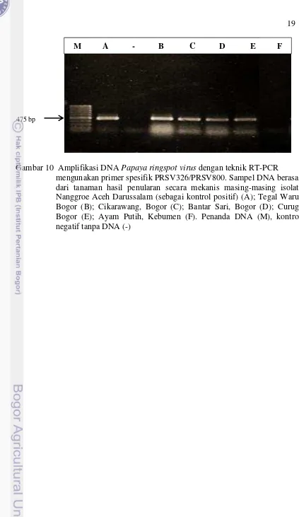 Gambar 10  Amplifikasi DNA Papaya ringspot virus dengan teknik RT-PCR  