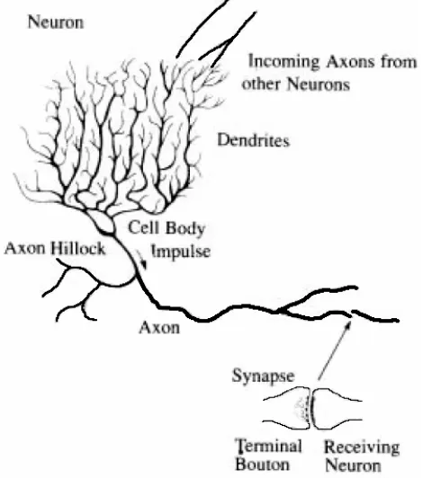 Gambar 3 Neuron berkerja berdasarkan sinyal yang diterima melalui sinapsis 