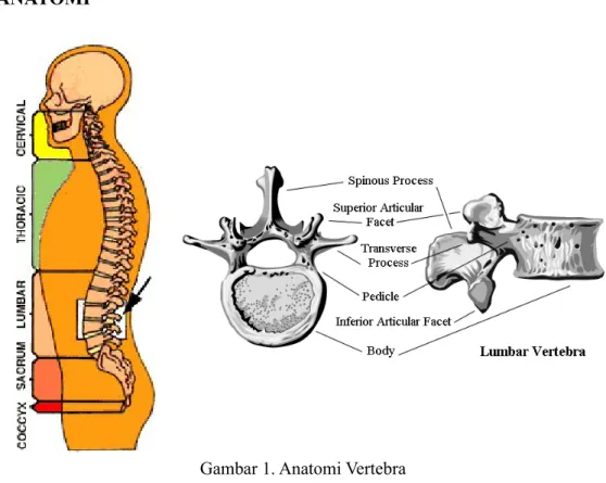 Gambar 1. Anatomi Vertebra